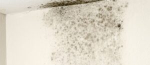 Penetrating Damp Treatments
