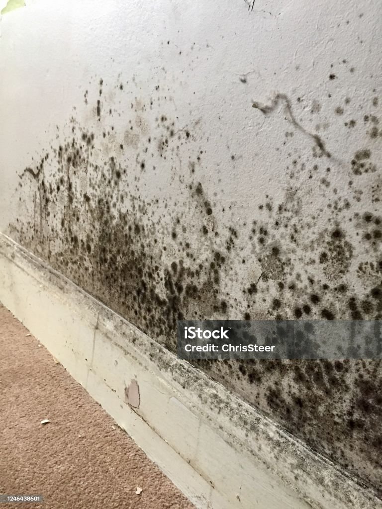 Penetrating Damp Treatments