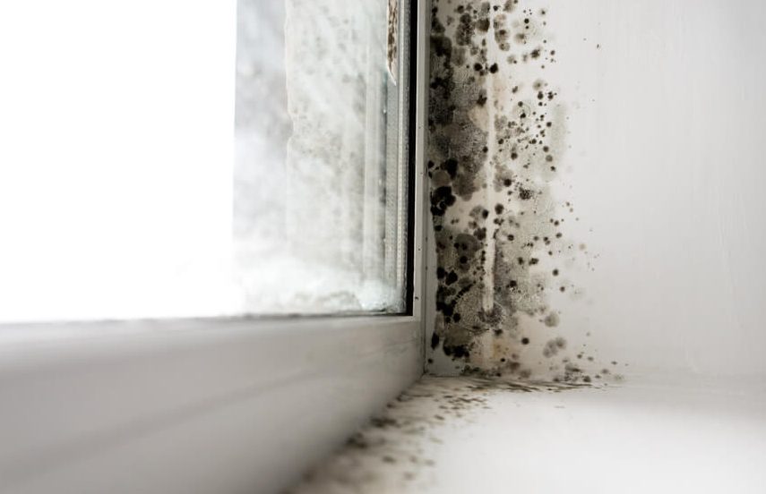 Diagnosing damp in your home