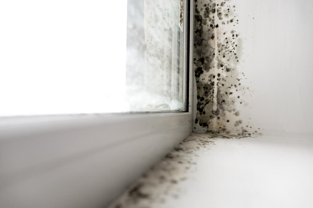 Diagnosing damp in your home