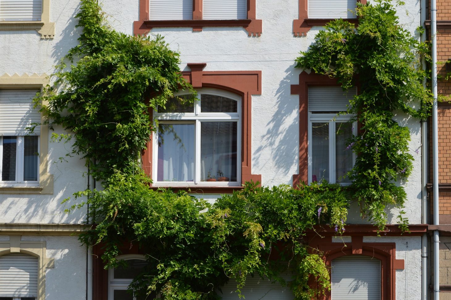 Ivy Tendrils