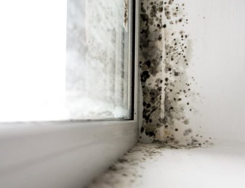 How To Spot Early Signs of Damp?