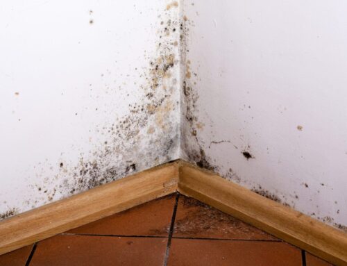 Misconceptions as to what does and does not cure damp