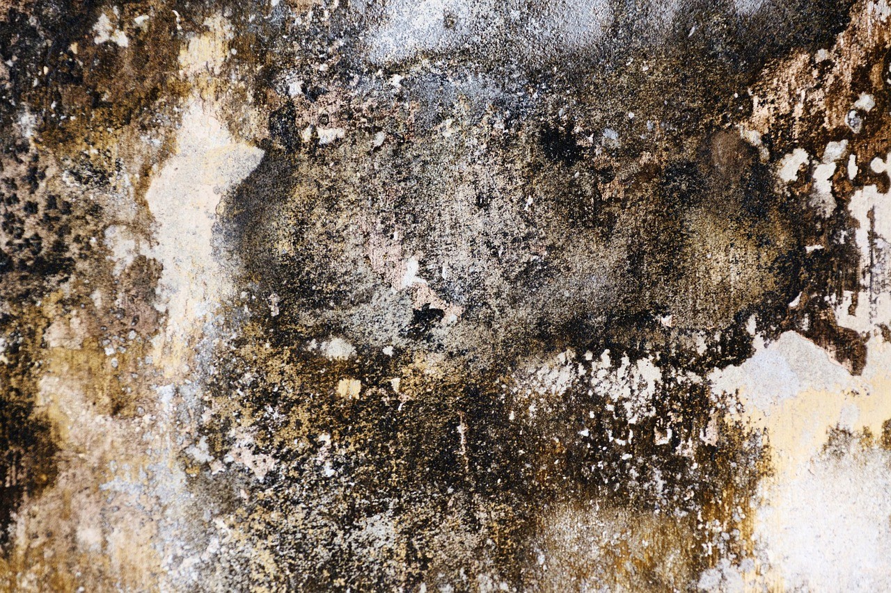 how to get rid of black mould