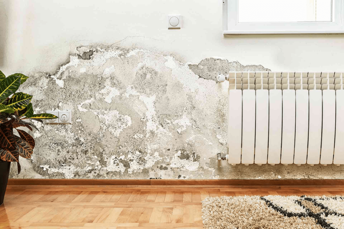 mould on walls