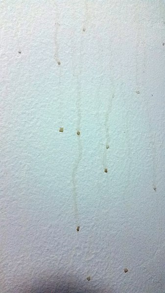 how to treat condensation on walls