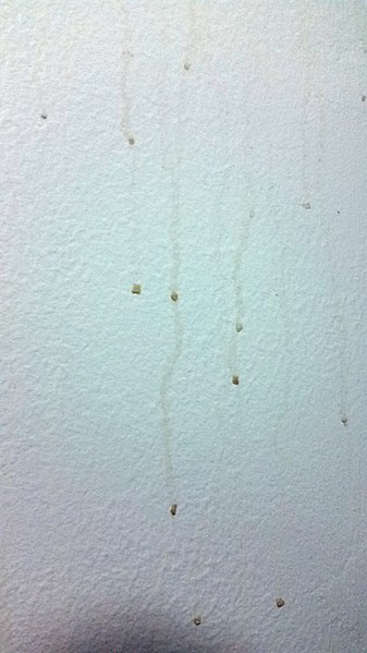 how to treat condensation on walls
