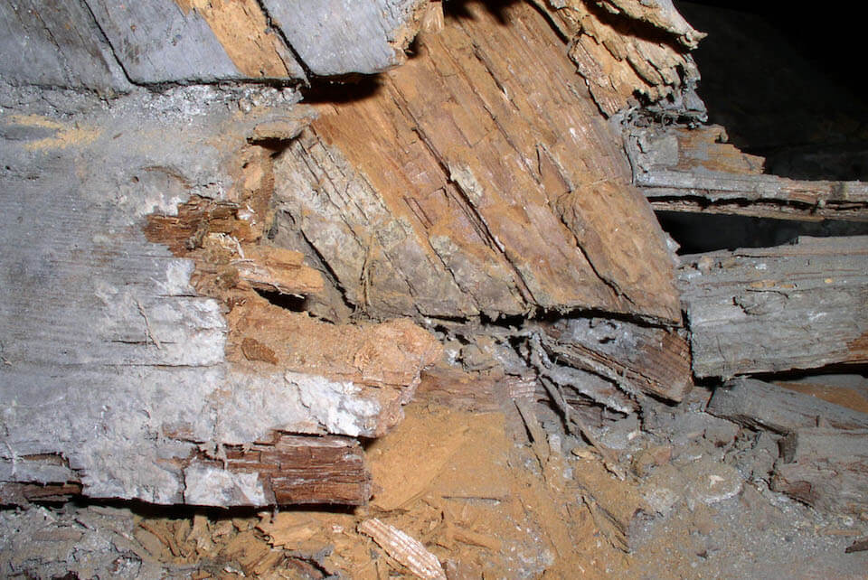 dry-rot-in-timber - wood rot treatment